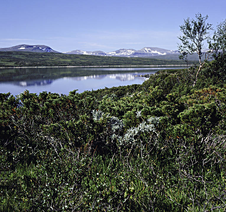Nedalssjön och Skardörsfjella fjäll, fjällsjö, Helagsfjällen, Jämtland, Landskap, Nedalssjön, Skadörsfjella, sommar