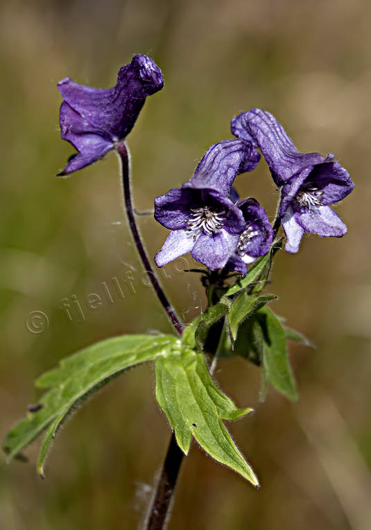 Nordisk stormhatt biotop, biotoper, blommor, fjäll, fjällblommor, fjällen, natur, Stormhatt, växter