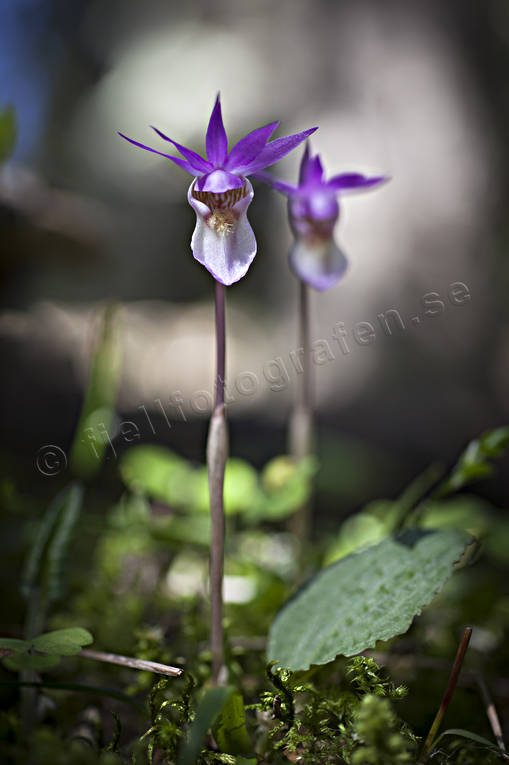 Norna Calypso bulbosa biotop, biotoper, blomma, blommande, blommor, calypso bulbosa, natur, norna, orkide, orkideer, skog, skogsmark, växt, växter