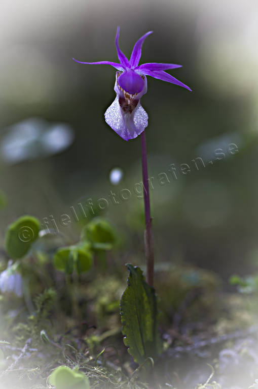 Norna Calypso bulbosa biotop, biotoper, blomma, blommande, blommor, calypso bulbosa, natur, norna, orkide, orkideer, skog, skogsmark, växt, växter