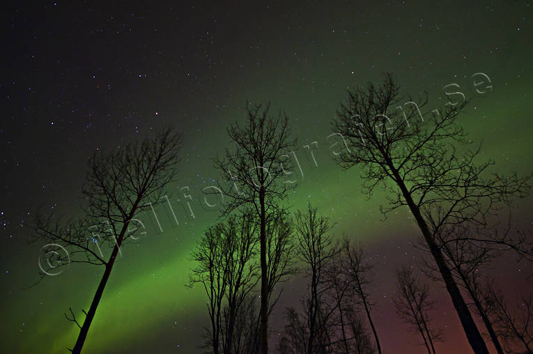 himmel, Jmtland, Landskap, natur, norrsken, trd, vinter, rstider