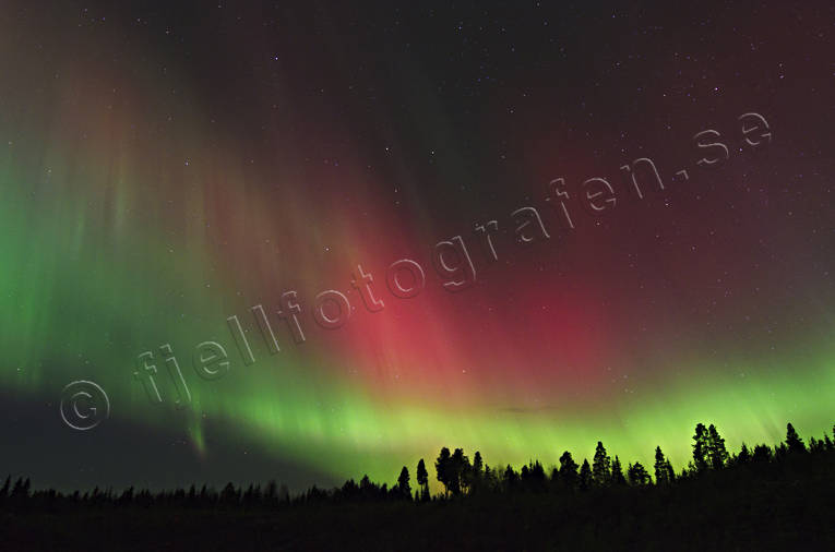 himmel, natur, norrsken, rd, skog, vinternatt