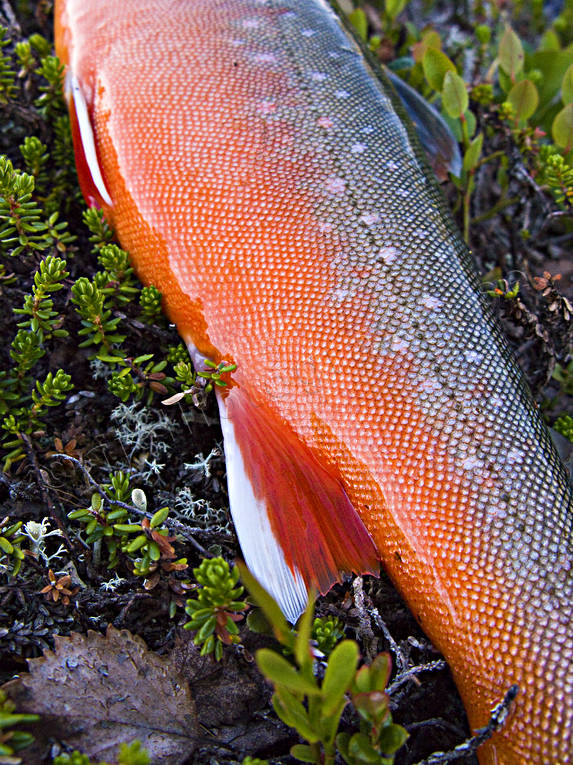 fena, fenor, fisk, fiske, fiskfena, fiskfenor, fjllfisk, fjllfiske, haspelfiske, laxfisk, rd, rding, sportfisk, sportfiske, delfisk
