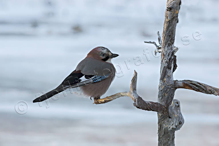 djur, fgel, fglar, Garrulus glandarius, krkfgel, krkfglar, ntskrika