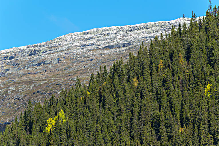 Nysnön på fjällen fjäll, fjällskog, gran, höst, Jämtland, Landskap, natur, nysnö, skog, träd, trädgräns