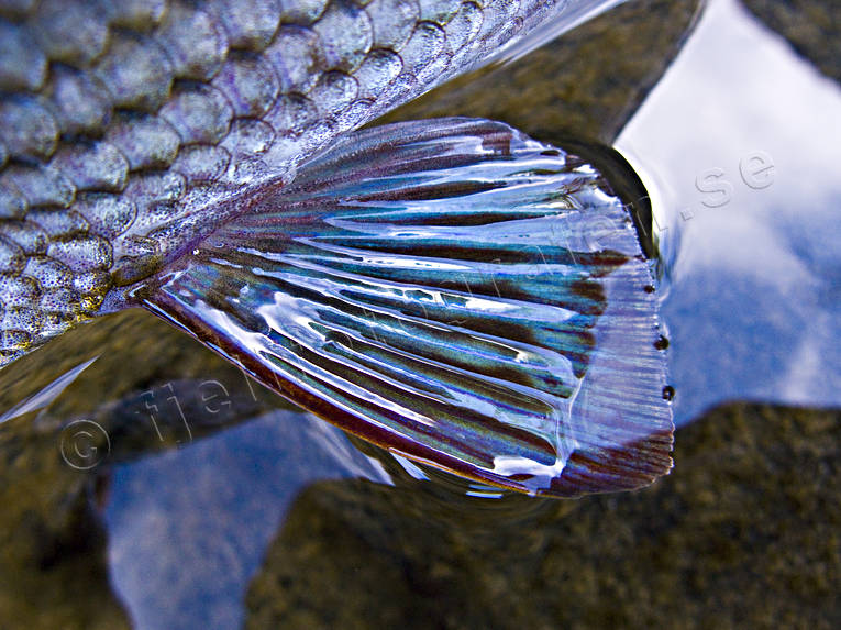 Närbild av harr blå, bröstfena, fena, fenor, fisk, fiske, fiskfena, fiskfjäll, fjäll, harr, haspelfiske, närbild, simfena, sportfisk, sportfiske