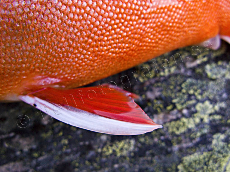Närbild av röding fena, fenor, fisk, fiske, fiskfena, fiskfenor, fjällfisk, fjällfiske, haspelfiske, laxfisk, röd, röding, sportfisk, sportfiske, ädelfisk