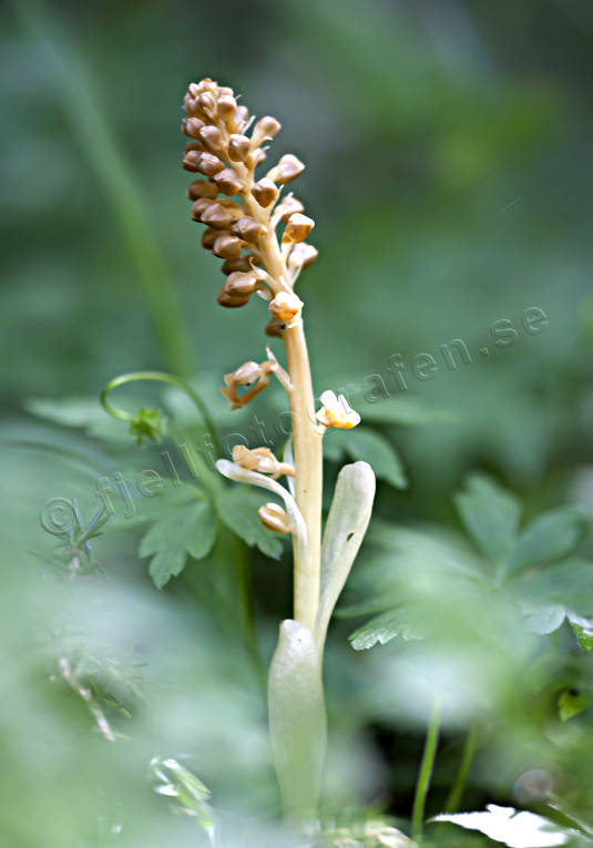 Nästrot biotop, biotoper, blomma, blommor, Landskap, natur, nästrot, orkide, orkideer, orkideängar, skog, skogsmark, växter