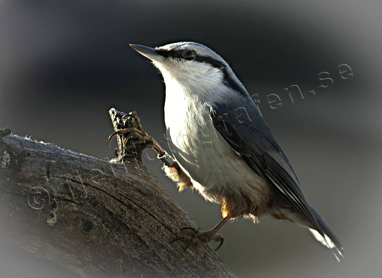 Nötvecka djur, fågel, fåglar, nötväcka, småfåglar, tätting