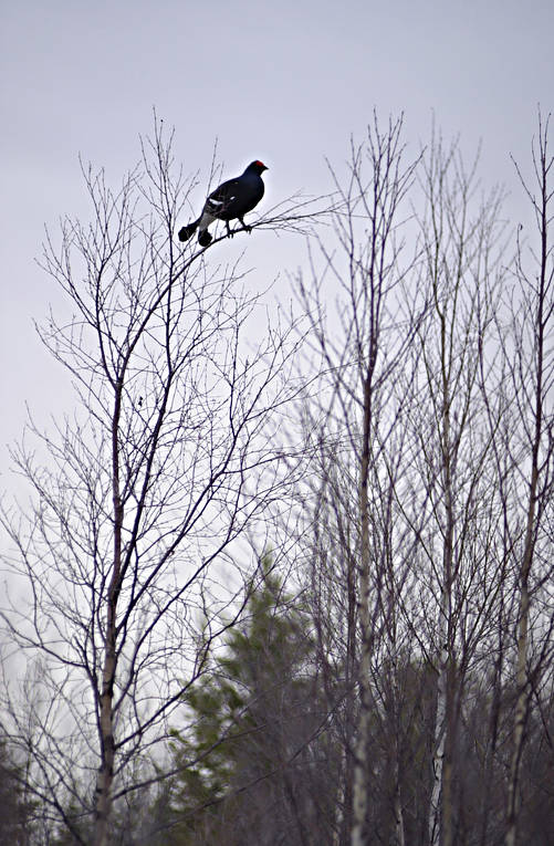 Orrtupp i björksly björk, björkar, björksly, djur, fågel, fåglar, orre, orrspel, orrtupp, skogsfågel, skogshöns