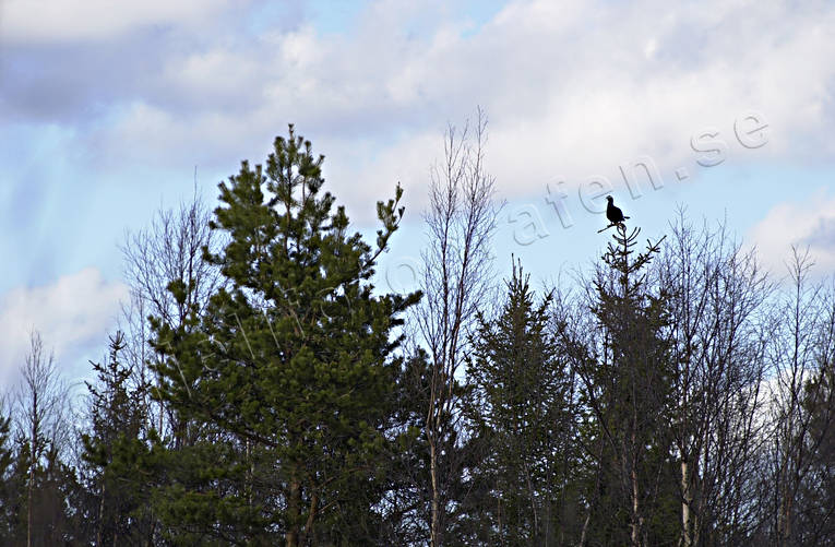 Orrtupp i grantopp djur, fåglar, grantopp, orre, orrtupp, skogsfågel, skogshöns