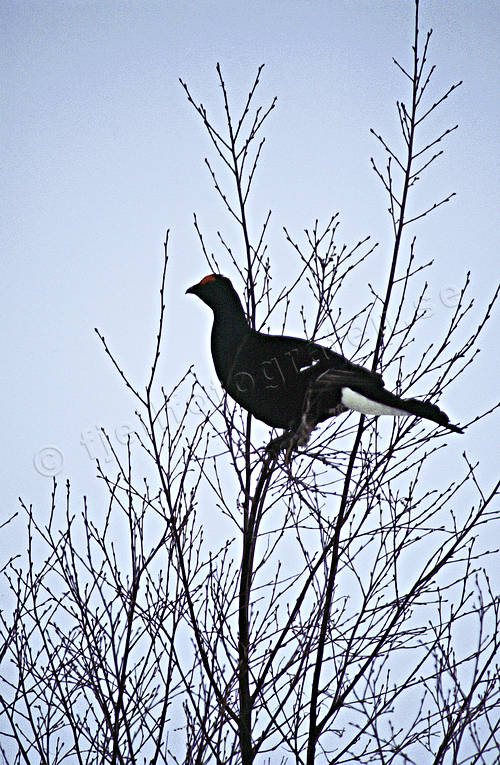 Orrtupp i träd djur, fågel, fåglar, orre, orrtupp, skogsfågel, skogshöns, tupp
