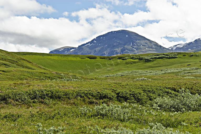 fjlltopp, frodigt, grnt, Landskap, lappland, nationalpark, Padjelanta, sommar