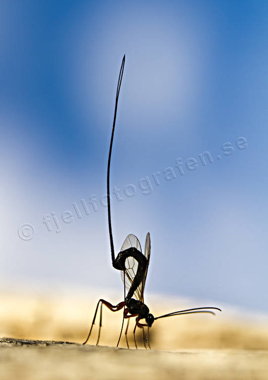 Parasitstekel lägger ägg djur, insekter, parasit, parasiter, parasitstekel, sommar, stekel, steklar