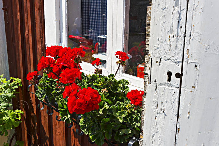 Pelargoner i fönster byggnader, cafe, fönster, Heds, pelargoner, prästgård, sommar, årstid, årstider