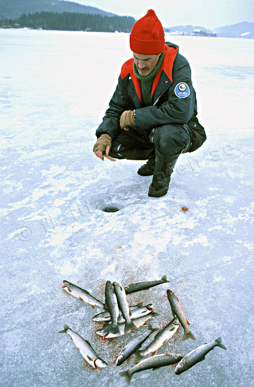 fiske, isfiske, pimpel, pimpelfiske, rding, sportfiske, vinterfiske