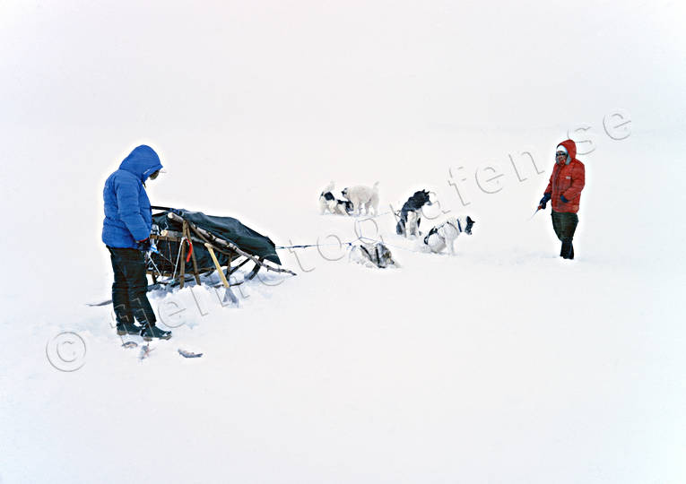 Pimpelfiske i snöstorm blåsväder, draghund, draghundar, draghundtur, Essandsjön, fiske, grönlandshundar, hundar, isfiske, ljust, oväder, pimpel, pimpelfiske, röding, rödingfiske, slädfärd, slädhund, slädhundar, snö, snöstorm, sportfiske, storm, uteliv, vinter, vitt, äventyr