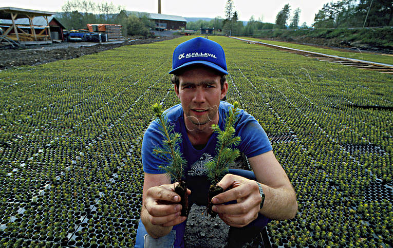 Plantskola för skogsplant arbete, gran, granplanta, plantering, plantodling, plantskola, skog, skogsbruk, skogsplant, skogsplanta, skogsplantering, skogsplantor