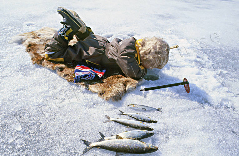 Pojke fiskar sik med kry barn, fiske, pimpel, pimpelfiske, pojke, sik, sikfiske, sportfiske, vinterfiske
