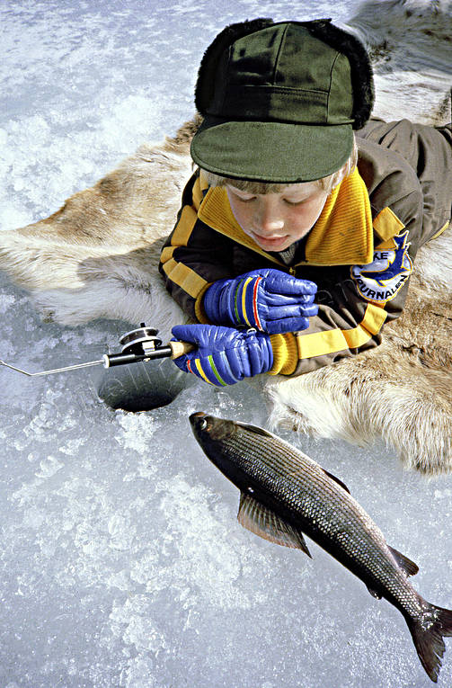fisk, fiske, fiskelycka, harr, kikmete, pimpel, pimpelfiske, pimpla, pojke, sportfiske, vinterfiske