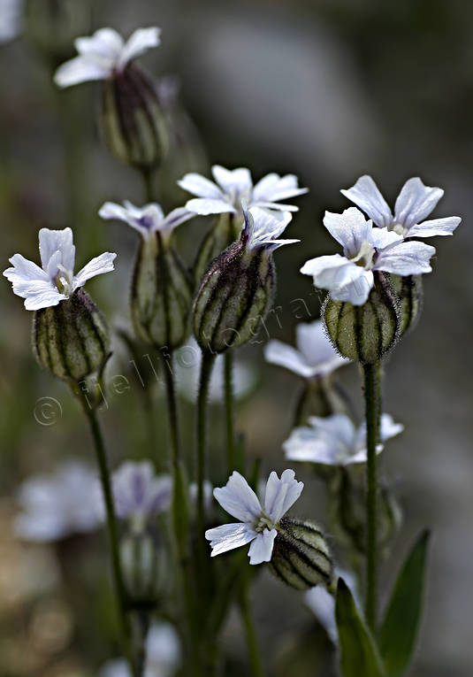 Polarblära biotop, biotoper, blommor, blära, fjäll, fjällblomma, fjällblommor, fjällen, natur, polarblära, silene involucrata ssp tenella, växter