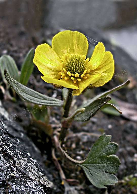 Polarsmörblomma Abisko, biotop, biotoper, blommor, fjäll, fjällblommor, fjällen, fridlyst, gul, lappland, natur, polarsmörblomma, ranunculus sulphureus, växter