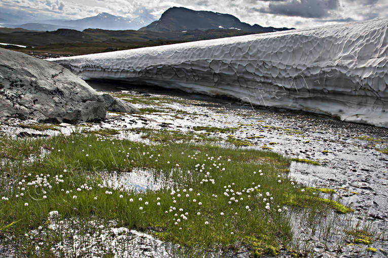 biotop, biotoper, blomma, blommande, blommor, fjll, fjllblommor, fjllen, hgfjll, Landskap, lappland, natur, Padjelanta, polarull, sn, snflt, snlega