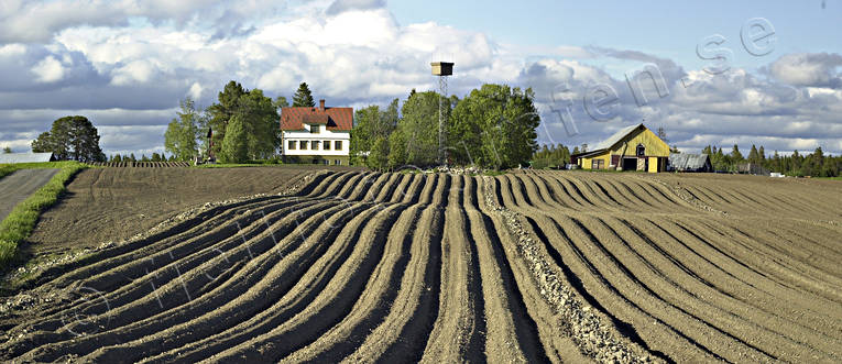Potatisåker på Rödön arbete, jordbruk, Jämtland, Landskap, lantbruk, odling, potatisåker, päran, Rödön, vår