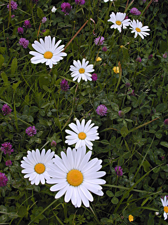 Prästkragar i blom biotop, biotoper, blomma, blommor, natur, prästkragar, prästkrage, sommar, äng, ängar, ängsmark