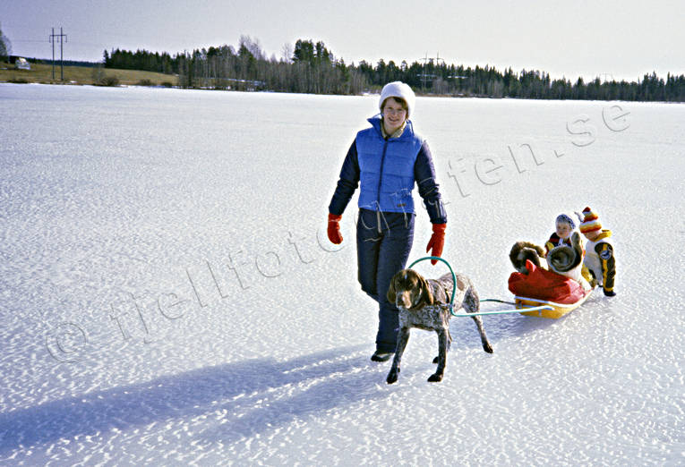 Pulka efter draghund barn, bröder, draghund, draghundar, draghundtur, fiske, is, isfiske, mor, pojkar, pulka, slädfärd, slädhund, slädhundar, ute, uteliv, vinter, vintersport, vorsteh, vårvinter, vårvinteris, äventyr