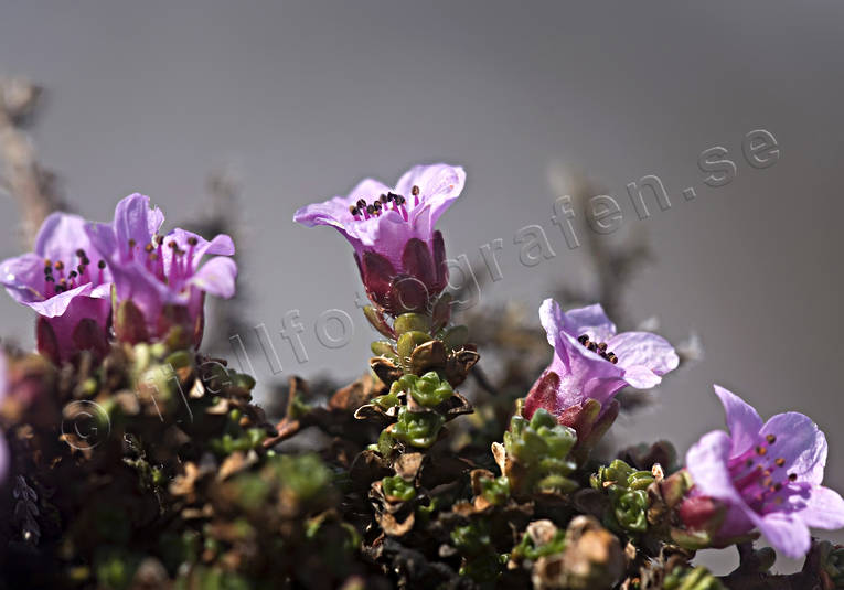 Purpurbräcka biotop, biotoper, blommor, fjäll, fjällblomma, fjällblommor, fjällen, natur, purpurbräcka, växt, växter