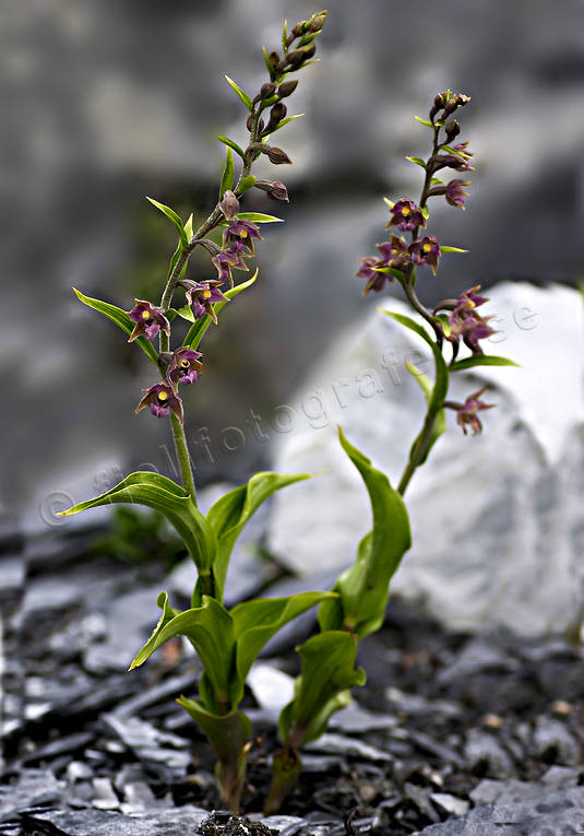 Purpurknipprot Abisko, biotop, biotoper, blommor, epipactius atroubens, fjällblomma, fjällblommor, natur, purpurknipprot, växter