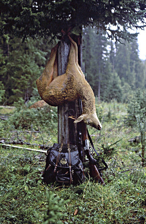 bock, bockjakt, dd, jakt, regn, rdjur, rdjursjakt, skogsjakt, smygjakt