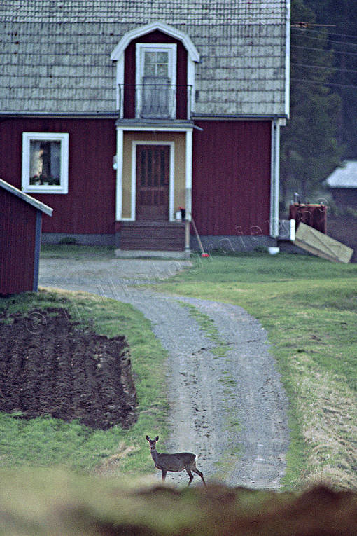 boningshus, djur, dggdjur, hus, rdjur