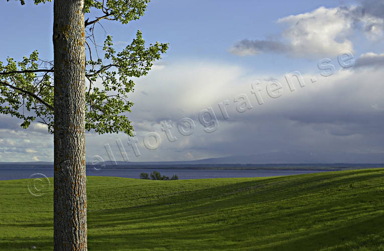 asp, flt, Jmtland, Oviksfjllen, regn, regnmoln, regnmln, regnskur, sommar, stmning, stmningsbild, stmningsbilder, trd, trdstam, krar, rstid, rstider