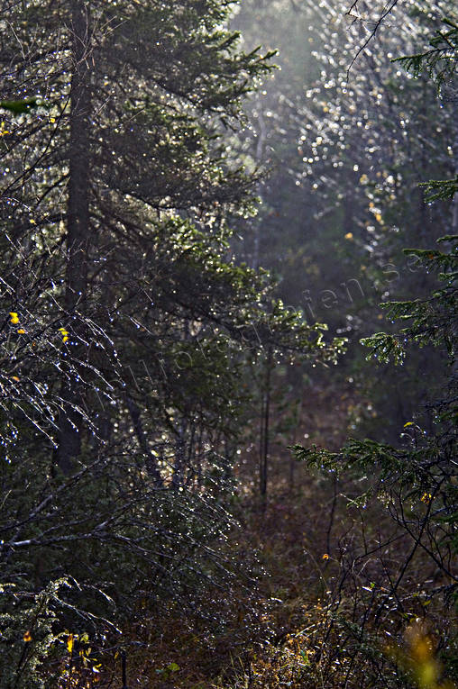biotop, biotoper, blt, gran, hst, natur, regn, regnskog, regntung, skog, skogar, skogsmark, trd, vt, rstid, rstider