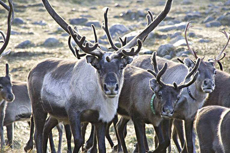 arbete, djur, dggdjur, fjll, hst, hstskiljning, kultur, lappland, renar, renhjord, renhorn, renskiljning, rensktare, rensktsel, same, samekultur