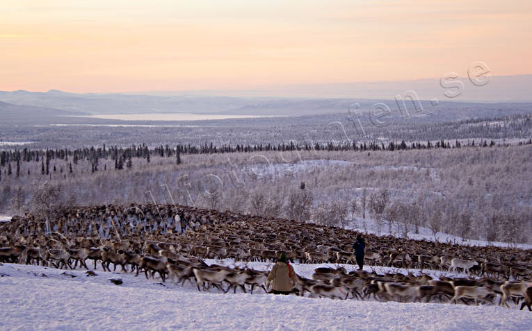 fjll, kultur, lappland, midvinter, renar, samekultur