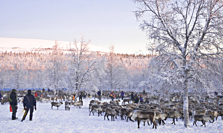 kultur, lappland, midvinter, renar, samekultur