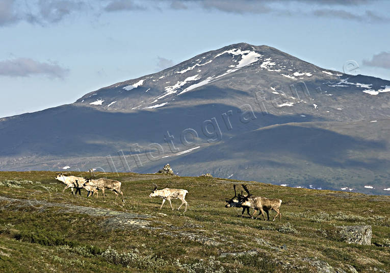 djur, dggdjur, fjll, fjllen, hjortdjur, Jmtland, Landskap, natur, ren, renar, rendjur, renflock, Snasen, Storsnasen