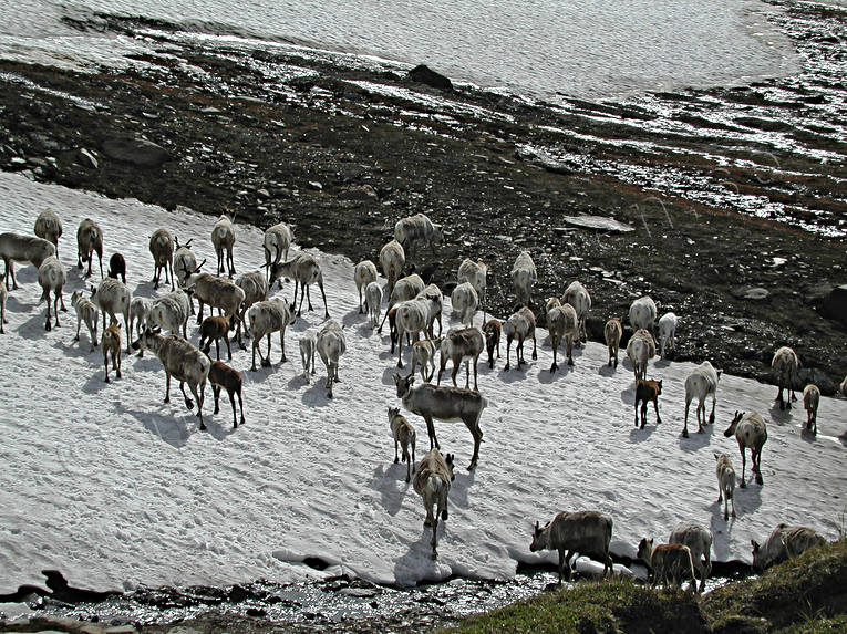 djur, dggdjur, fjll, fjllen, hgfjll, nationalpark, Padjelanta, ren, renar