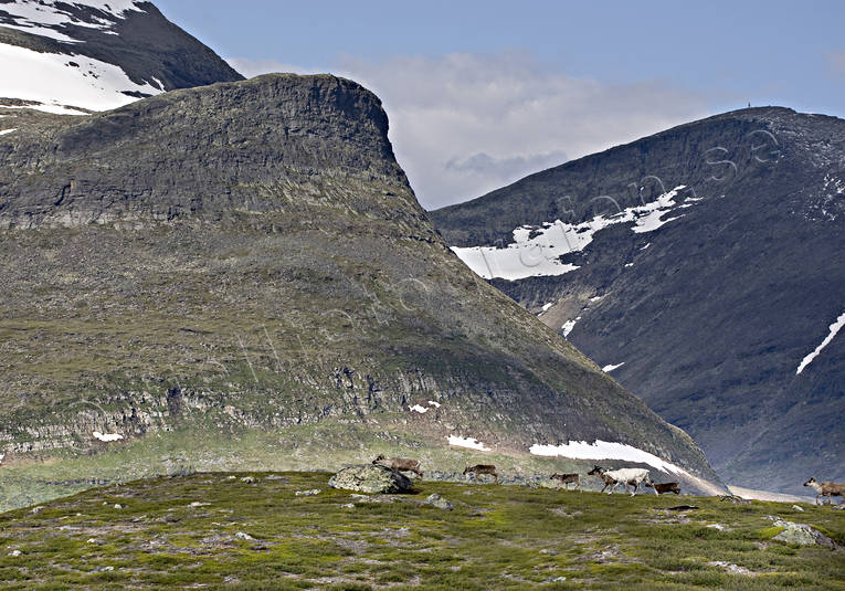 Renflock mot Predikstolen i Helags djur, däggdjur, fjäll, fjällen, Helags, Helagsfjällen, Helagsmassivet, hjortdjur, Jämtland, Landskap, natur, Predikstolen, ren, renar, rendjur, renflock