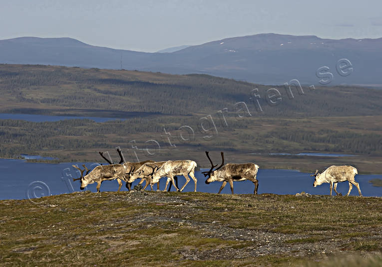 djur, dggdjur, fjll, fjllen, hjortdjur, Jmtland, Landskap, natur, ren, renar, rendjur, renflock