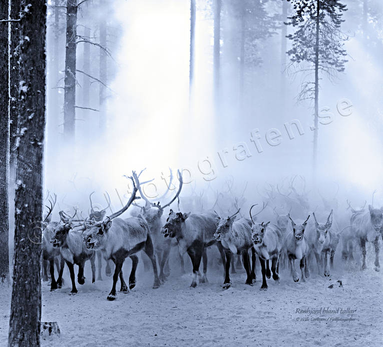 arbete, canvastavla, djur, dggdjur, Fototavla, ren, renar, renflock, renhjord, renskiljning, renskillning, rensktsel, tavla