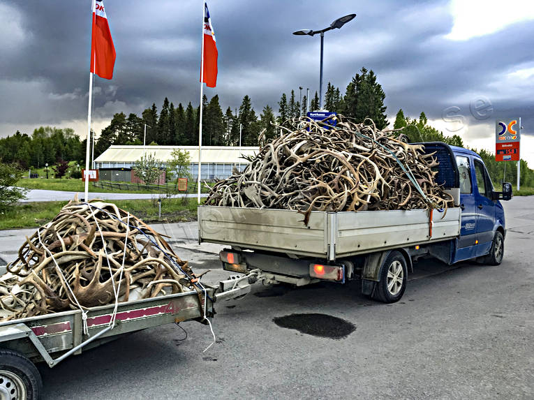 Renhorn till försäljning arbete, biprodukt, horn, kommunikationer, kultur, landfart, last, potensmedel, renhorn, renskötsel, samekultur, övertro
