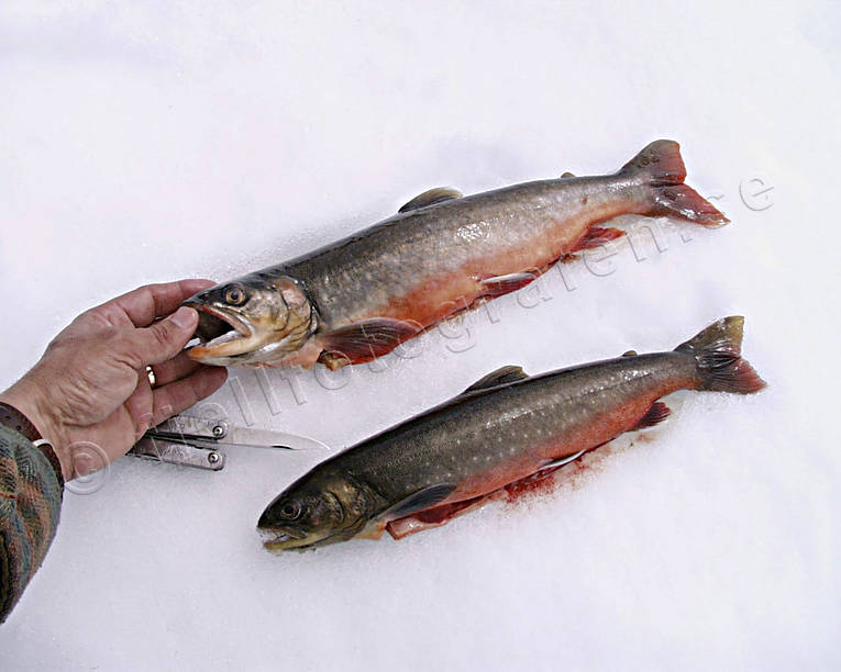 Rensade rödingar på snö fiske, pimpel, pimpelfiske, röding, rödingar, sportfiske