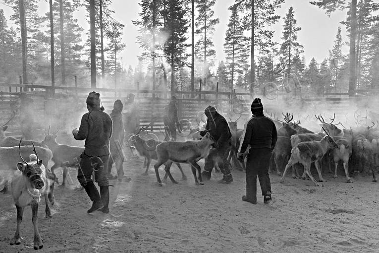 arbete, djur, dggdjur, kallt, kultur, kyla, rendjur, renflock, renskiljning, rensktsel, samekultur, samer, rstider