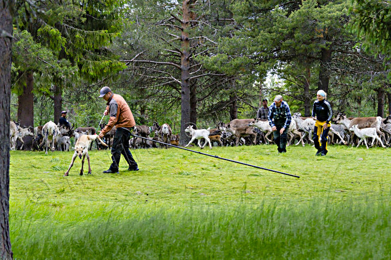 arbete, kalvmrkning, kultur, renar, rengrda, renskiljning, rensktsel, samekultur, samer, sommar