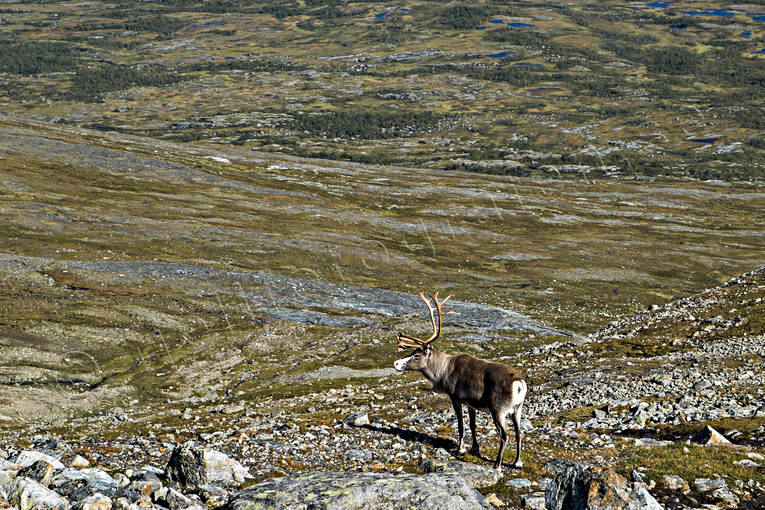 djur, dggdjur, fjll, fjllen, hjortdjur, Jmtland, Landskap, ren, rendjur, rentjur, Storsnasen