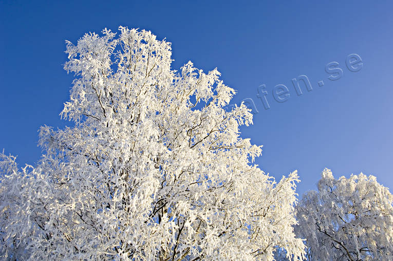 bjrk, bjrkar, frost, frostiga, kallt, kyla, midvinter, rimfrost, stmning, stmningsbild, stmningsbilder, trd, vinter, vinterstmning, rstid, rstider